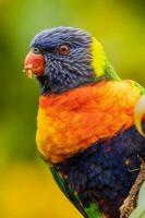 Lorichetto arcobaleno in Australia foto