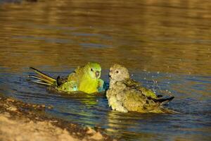 groppa rossa pappagallo nel Australia foto