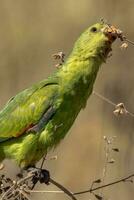 dalle ali rosse pappagallo nel Australia foto