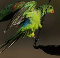 dalle ali rosse pappagallo nel Australia foto