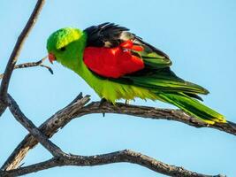 dalle ali rosse pappagallo nel Australia foto