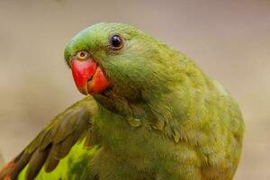 reggente pappagallo nel Australia foto
