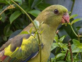 reggente pappagallo nel Australia foto