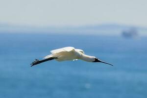 reale spatola nel australasia foto