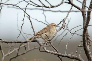 ruvido songlark nel Australia foto