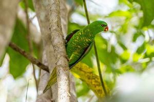 petto squamoso lorikeet nel Australia foto