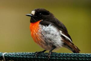 scarlatto pettirosso nel Australia foto