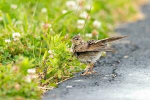 eurasiatico allodola uccello foto