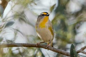 striato pardalote nel Australia foto