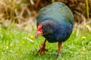 takahe rotaia di nuovo Zelanda foto