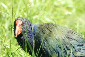 takahe rotaia di nuovo Zelanda foto