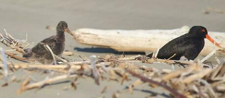 beccaccia di mare variabile in Nuova Zelanda foto