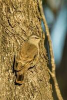 Marrone rampicante nel Australia foto