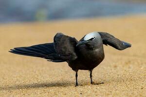 Comune noddy nel Australia foto