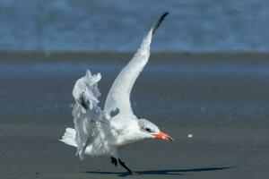 caspian sterna nel australasia foto