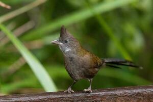 orientale whipbird nel Australia foto