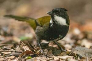 orientale whipbird nel Australia foto