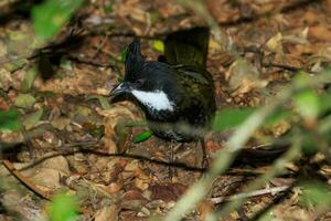 orientale whipbird nel Australia foto