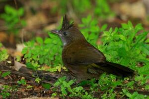 orientale whipbird nel Australia foto