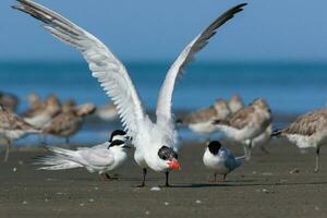 caspian sterna nel australasia foto