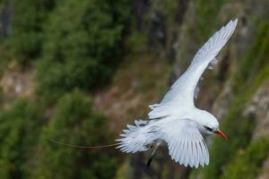 coda rossa uccello tropicale nel Australia foto