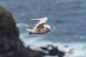 coda rossa uccello tropicale nel Australia foto