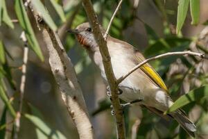 dalla gola rossiccia Honeyeater nel Australia foto