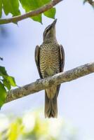 varia trillo nel Australia foto