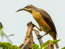 di Victoria riflebird nel Australia foto