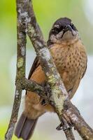 di Victoria riflebird nel Australia foto