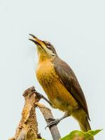 di Victoria riflebird nel Australia foto