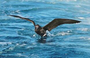 weebill il più piccolo australiano uccello foto