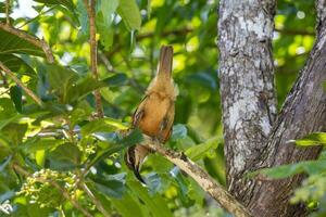 di Victoria riflebird nel Australia foto