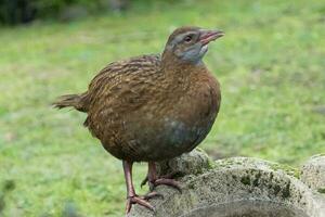 weka endemico rotaia di nuovo Zelanda foto