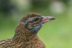 weka endemico rotaia di nuovo Zelanda foto