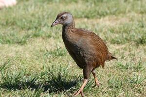 weka endemico rotaia di nuovo Zelanda foto