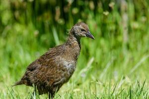 weka endemico rotaia di nuovo Zelanda foto