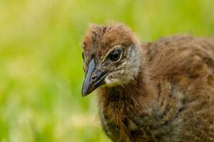 weka endemico rotaia di nuovo Zelanda foto