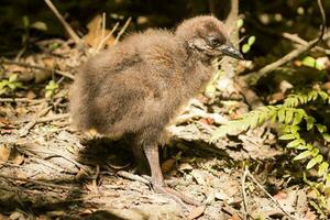 weka endemico rotaia di nuovo Zelanda foto