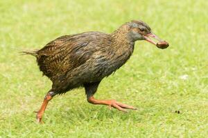 weka endemico rotaia di nuovo Zelanda foto