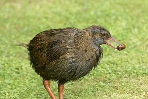 weka endemico rotaia di nuovo Zelanda foto