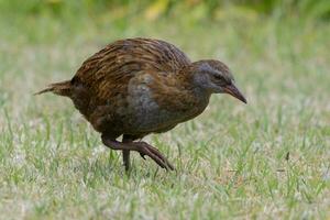 weka endemico rotaia di nuovo Zelanda foto