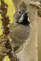 occidentale whipbird nel Australia foto