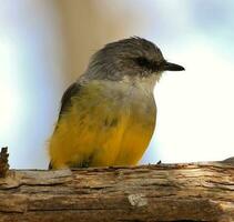 occidentale giallo pettirosso foto