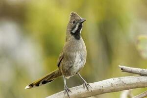 occidentale whipbird nel Australia foto