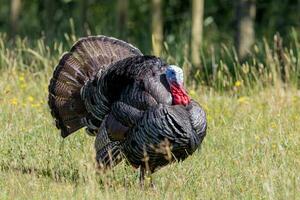 selvaggio tacchino uccello foto