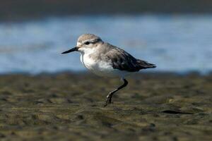 wrybill endemico per nuovo Zelanda foto