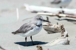 wrybill endemico per nuovo Zelanda foto