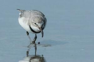 wrybill endemico per nuovo Zelanda foto