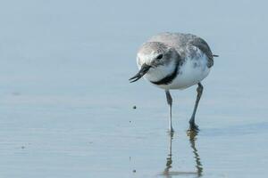 wrybill endemico per nuovo Zelanda foto